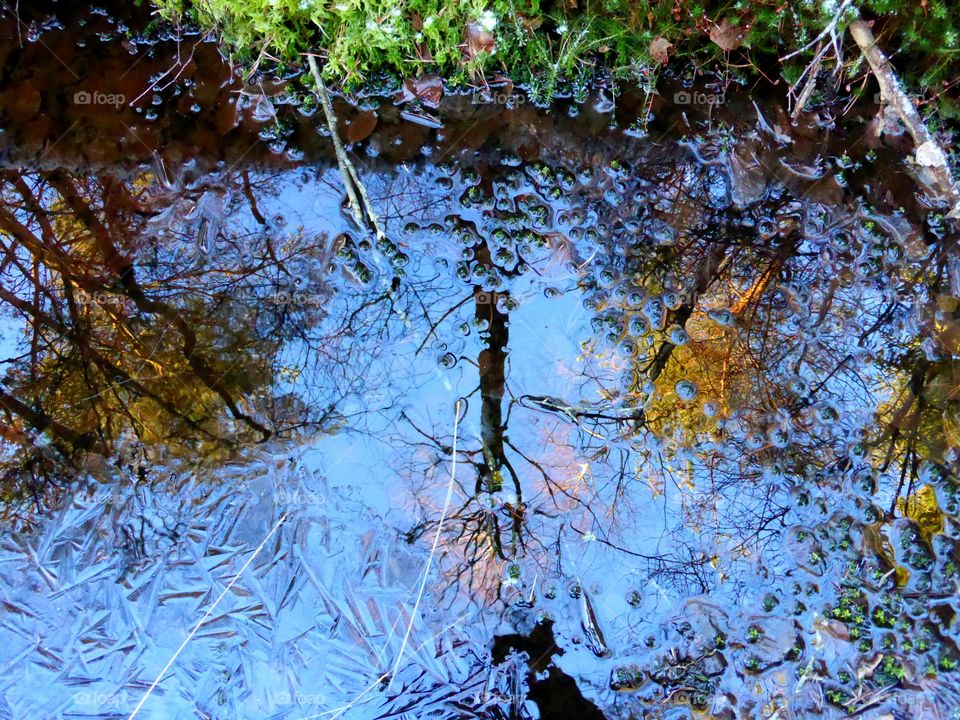 reflection of trees in pond