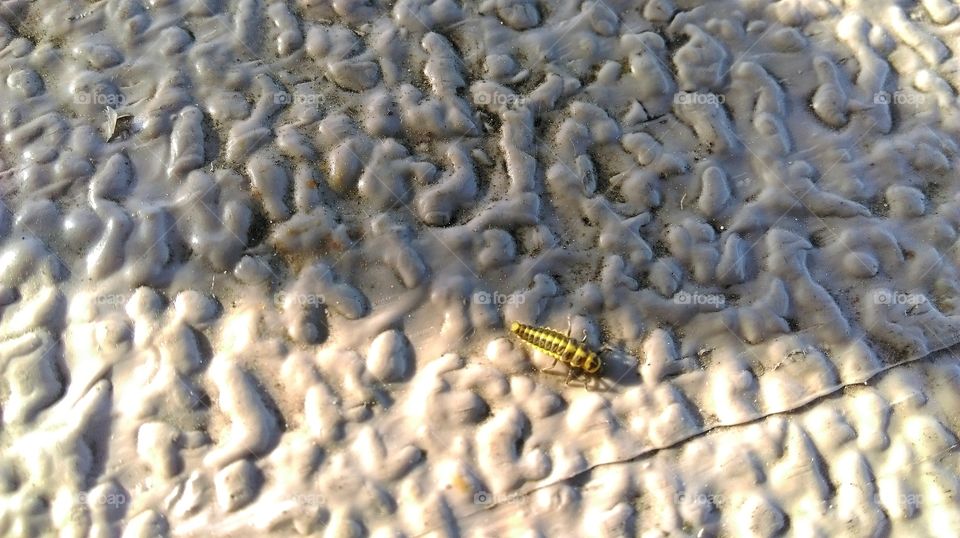 What Is This On My Brain