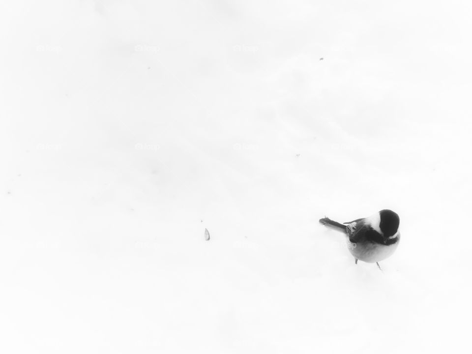 Chickadee Mont St Bruno Québec 