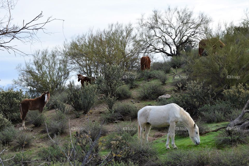 Wild horses on a hillside in the Salt river basin in Arizona