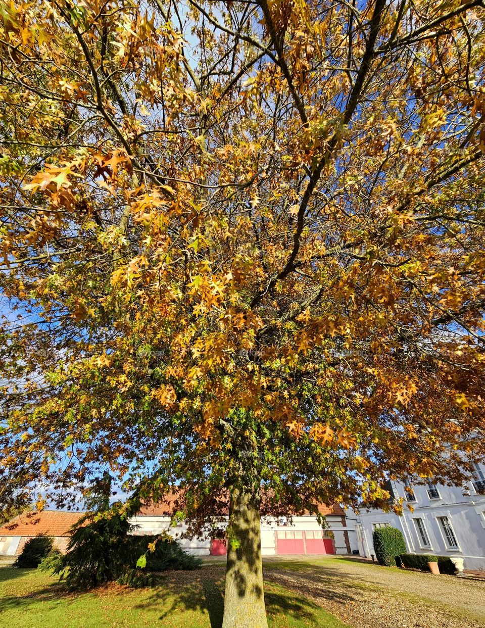 oaktree with its colors of autumn