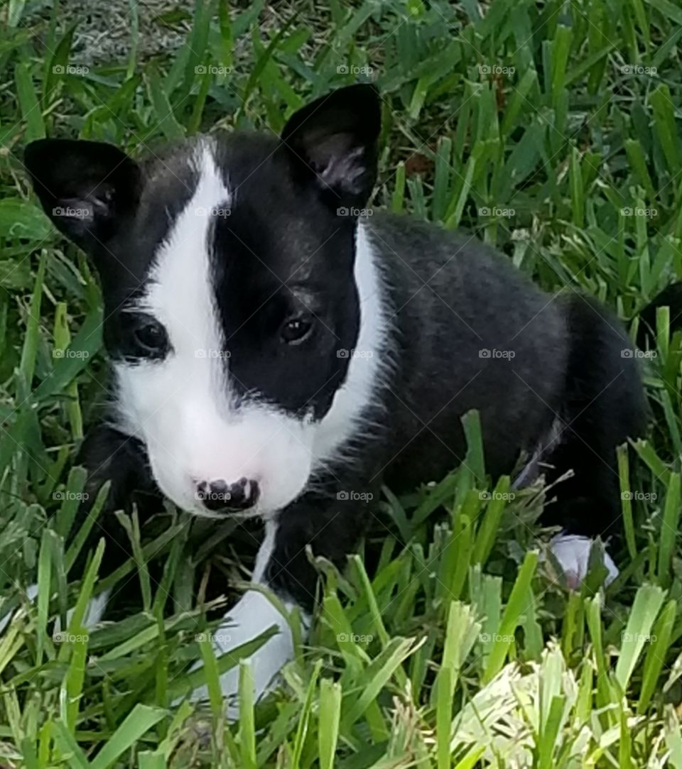 Sweet little black and white Miniature English Bull Terrier, the cuteness is on overload.