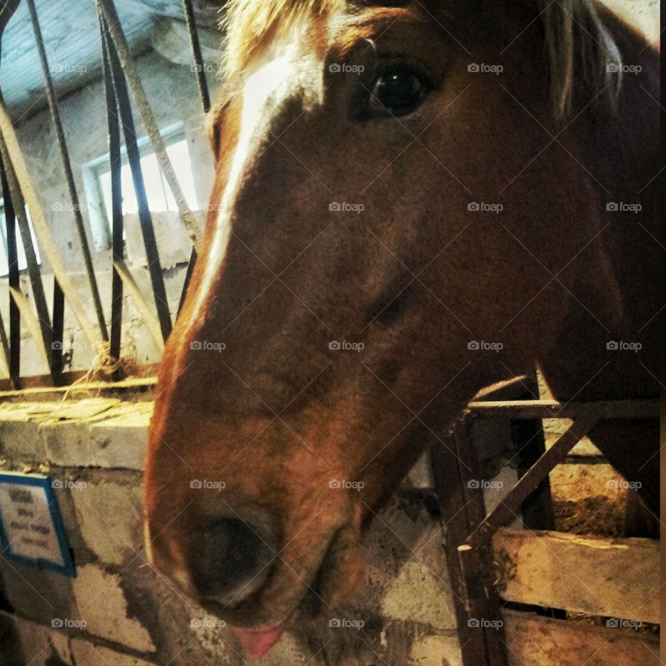 the horse is a flirt, didn’t want to be photographed for a long time and subsequently showed a tongue