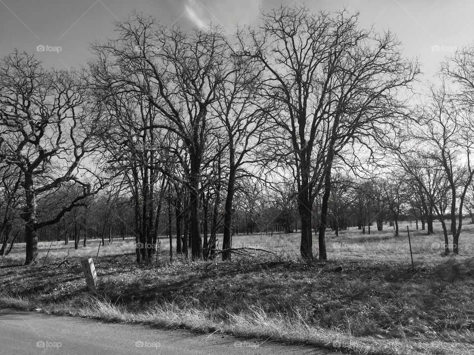B&W, Black and white, rural, country Road, farm, Dirt Road., Little Elm, Texas, Denton, country living, simple, beautiful simplicity, creepy tree, Landscape, composition, nature, natural, boot, haunted, Spirits, ghostly, mysterious, monochrome 