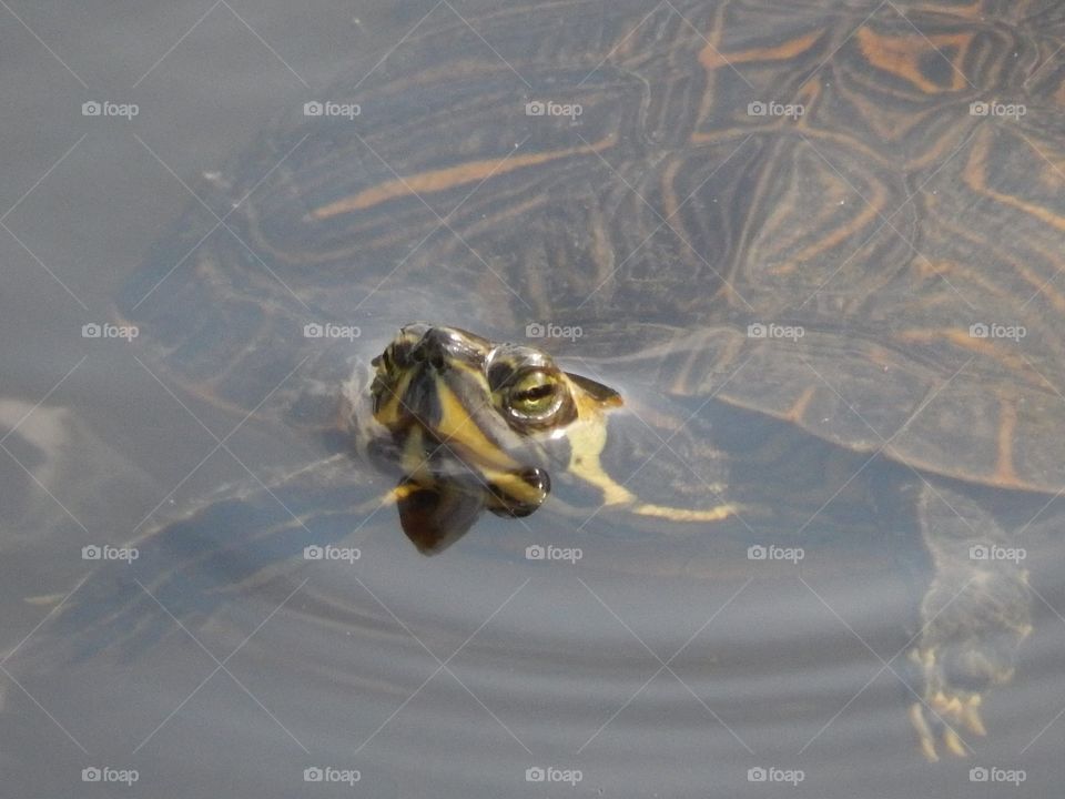 Turtle 