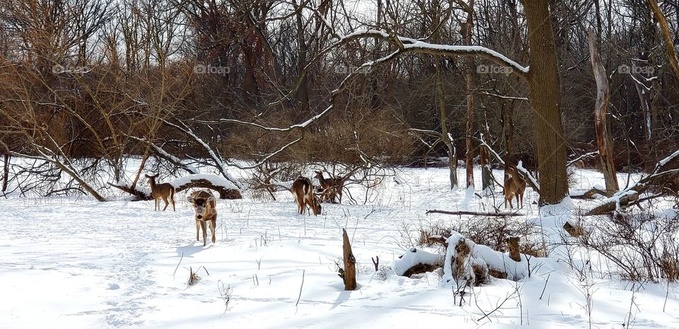 another photo of deer in bensenville