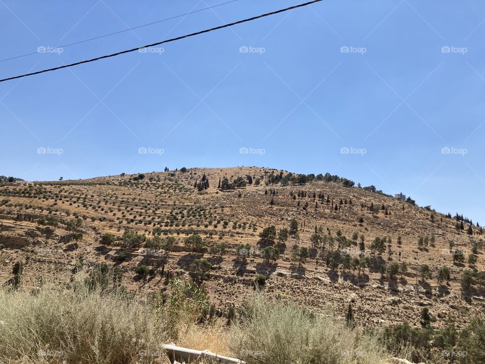 Nature in Jordan 🇯🇴