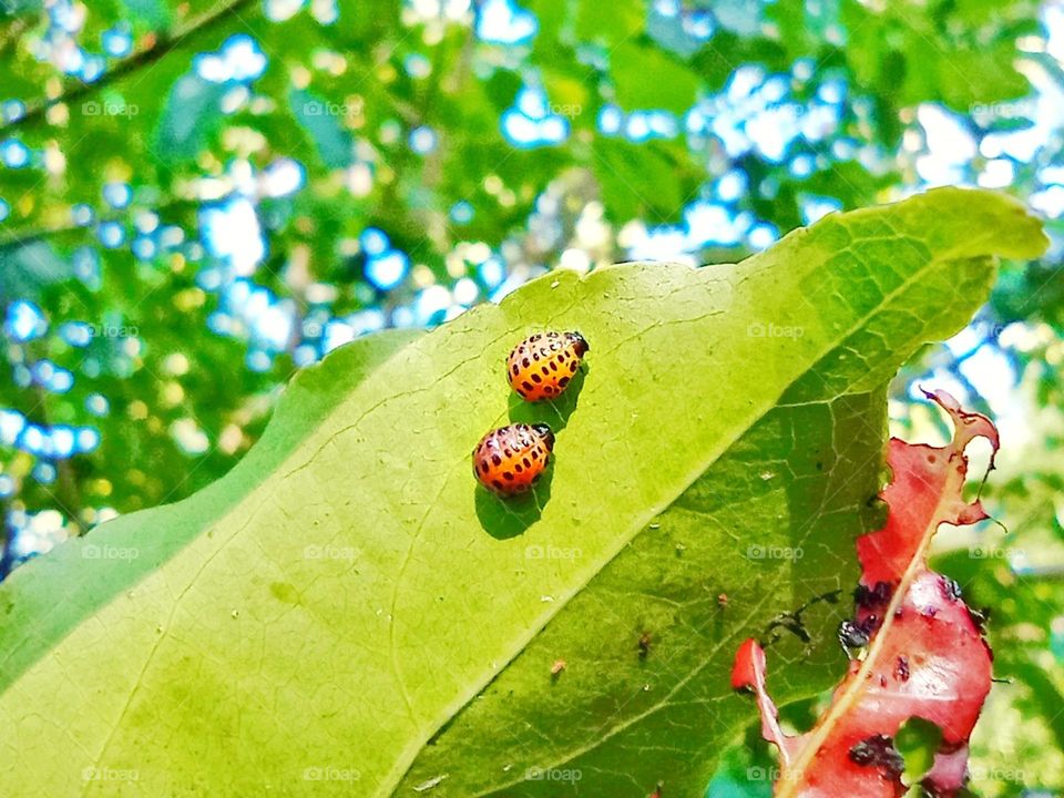 Romantic ladybugs from the ground up