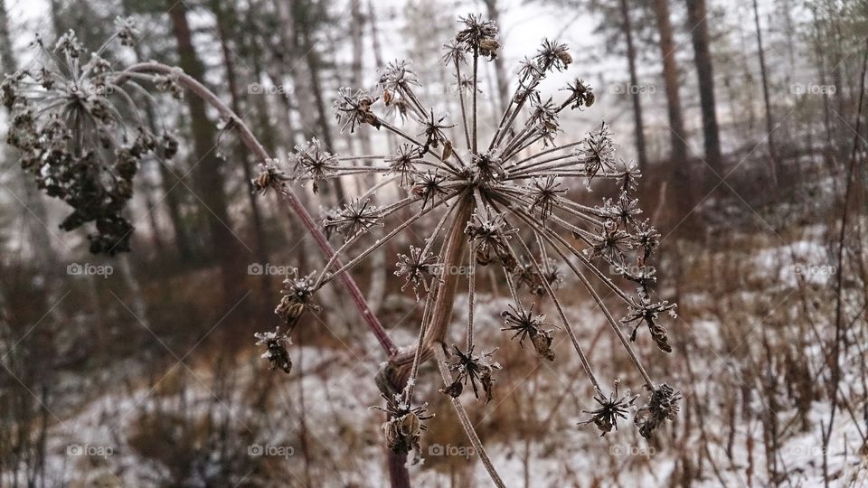 Nature, No Person, Flora, Outdoors, Flower