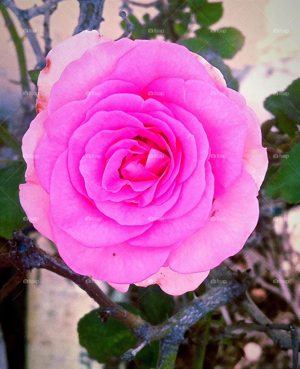 Beautiful pink 💕rose🌹 flower close up picture