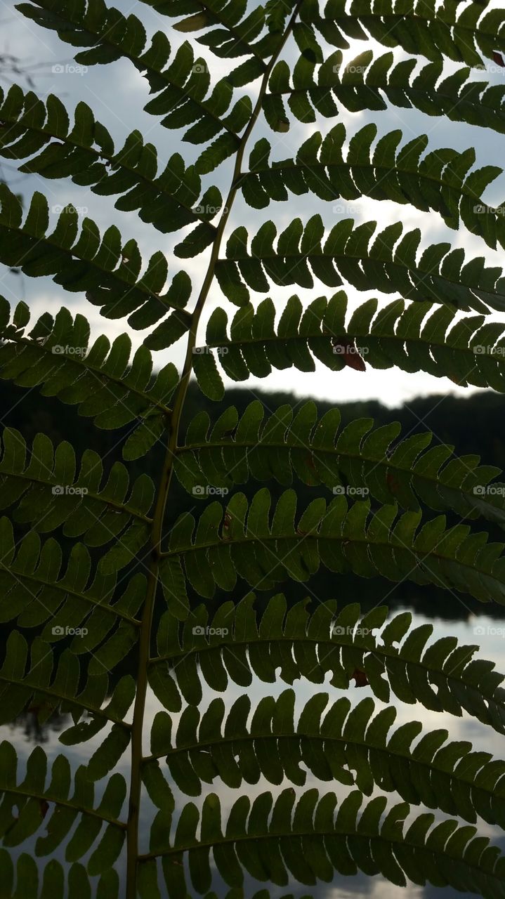 close up of fern,lake background