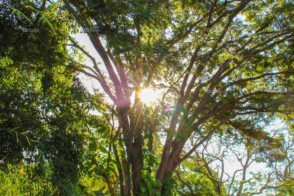 Tree with sunlight