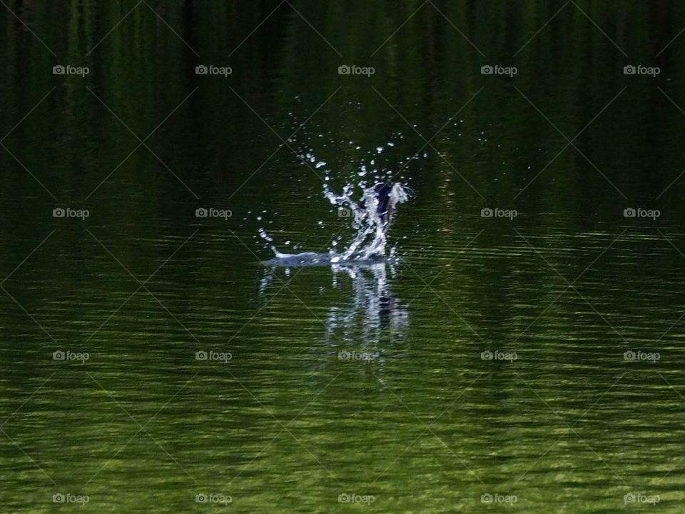 splashes cause swallows