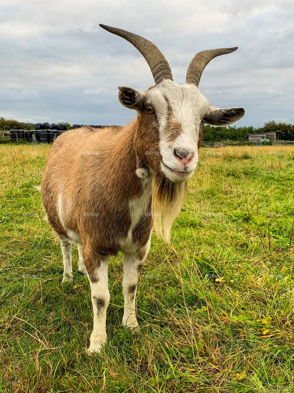 Farmyard pets