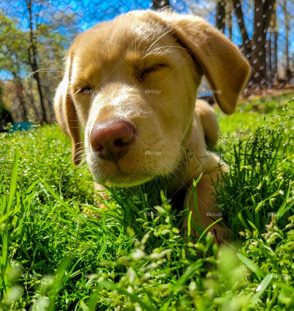 labrador puppy in tall grass