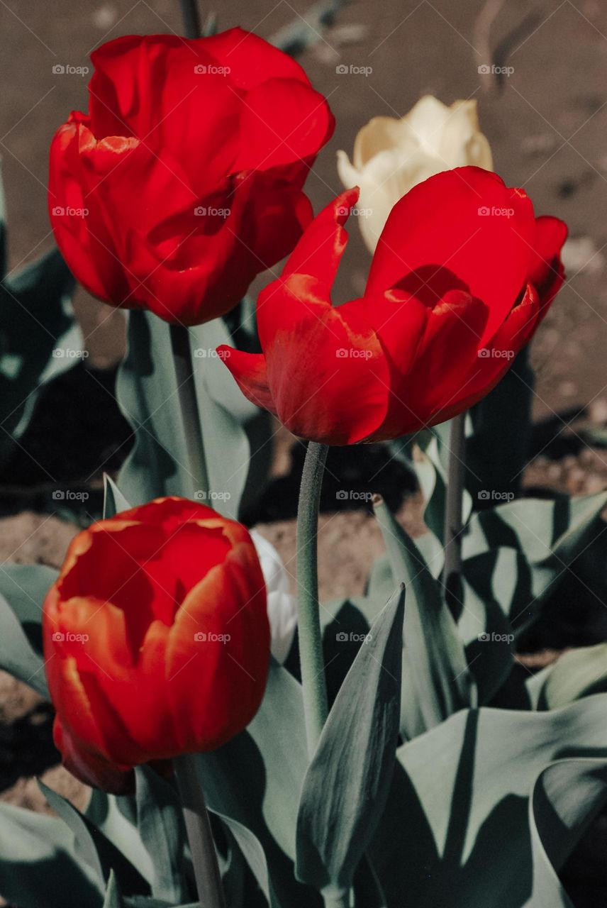 red tulips