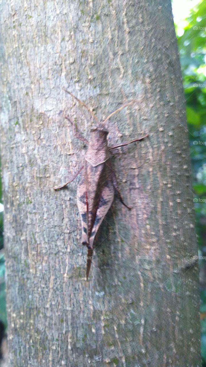 Grasshoppers perched on trees