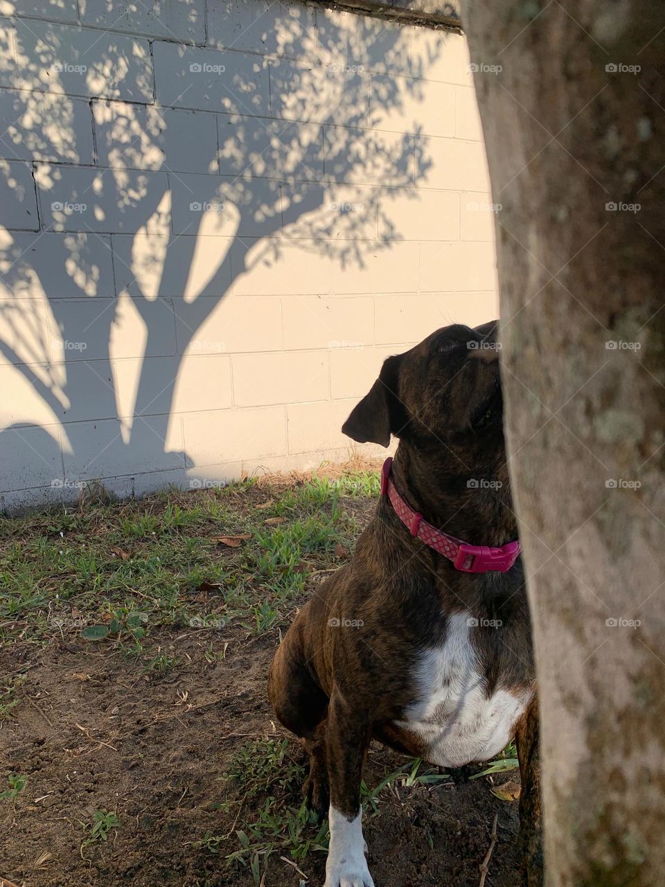 Dog Waiting For Friend Lizard 