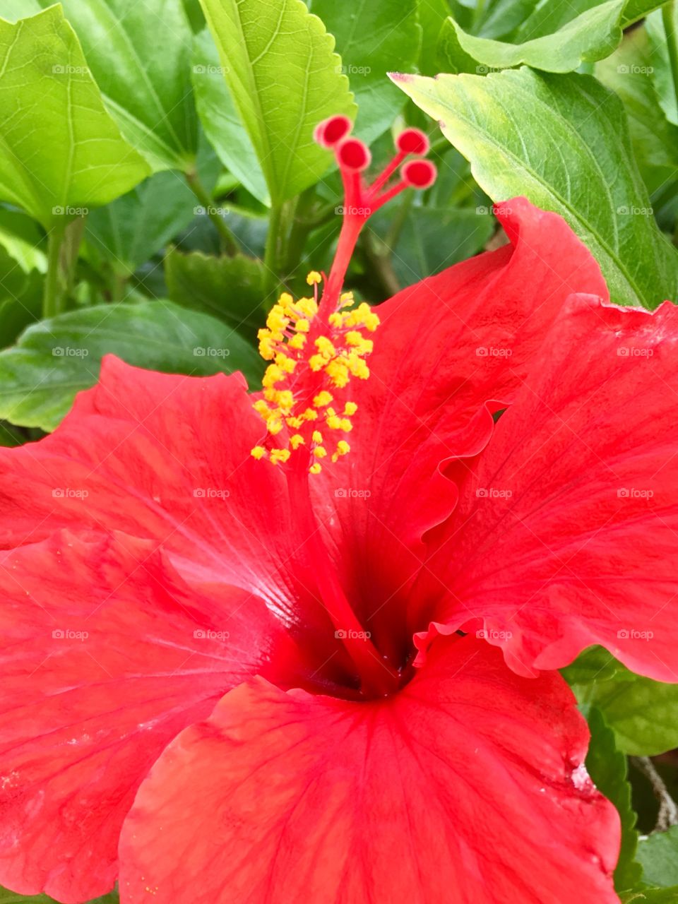 hibiscus