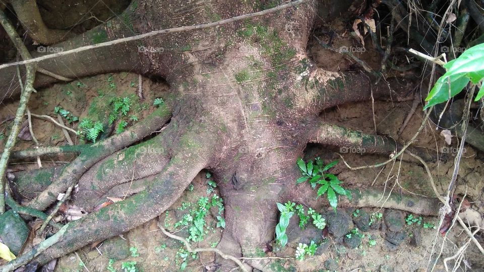 beautiful roots of the tree
