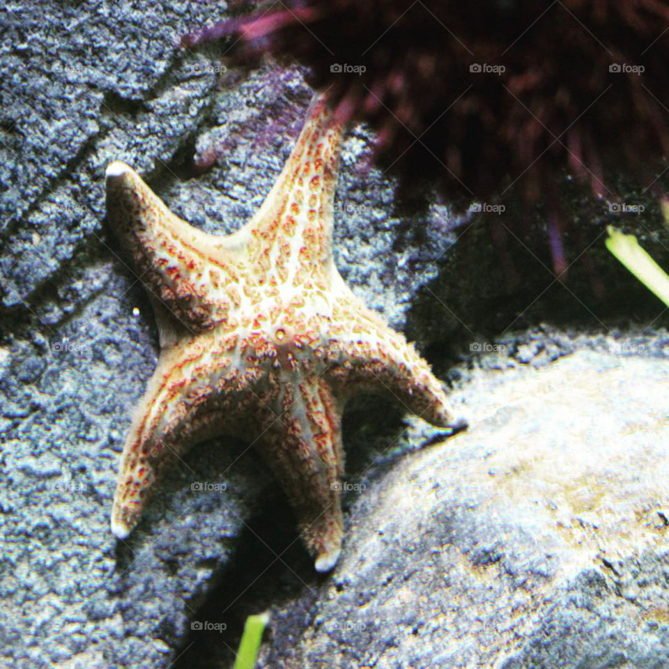 Starfish 