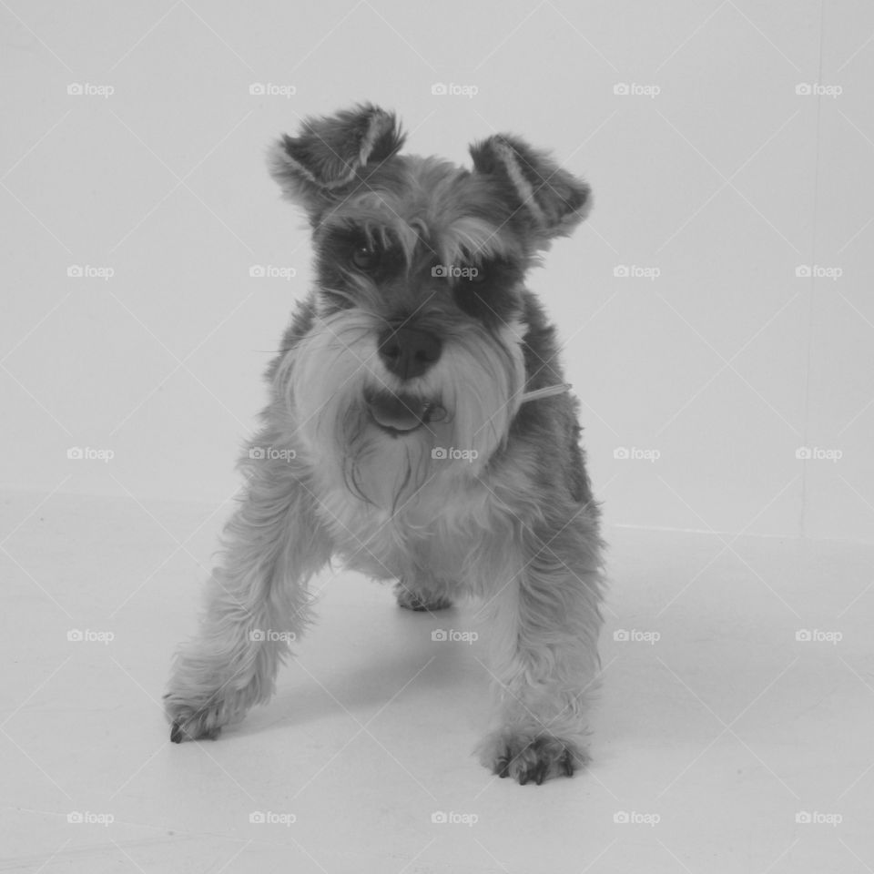 Schnauzer 