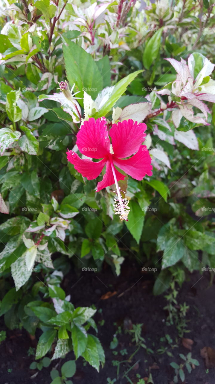 Philippine Flower