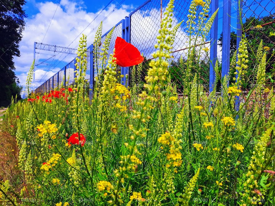 we were out for a walk next to the train station and I sow these beatiful colors just amezing.