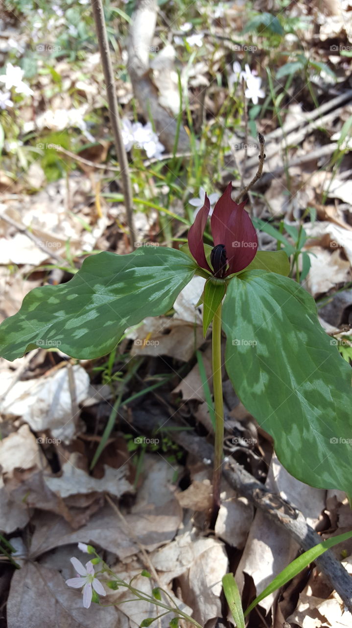 driftless root spring flower