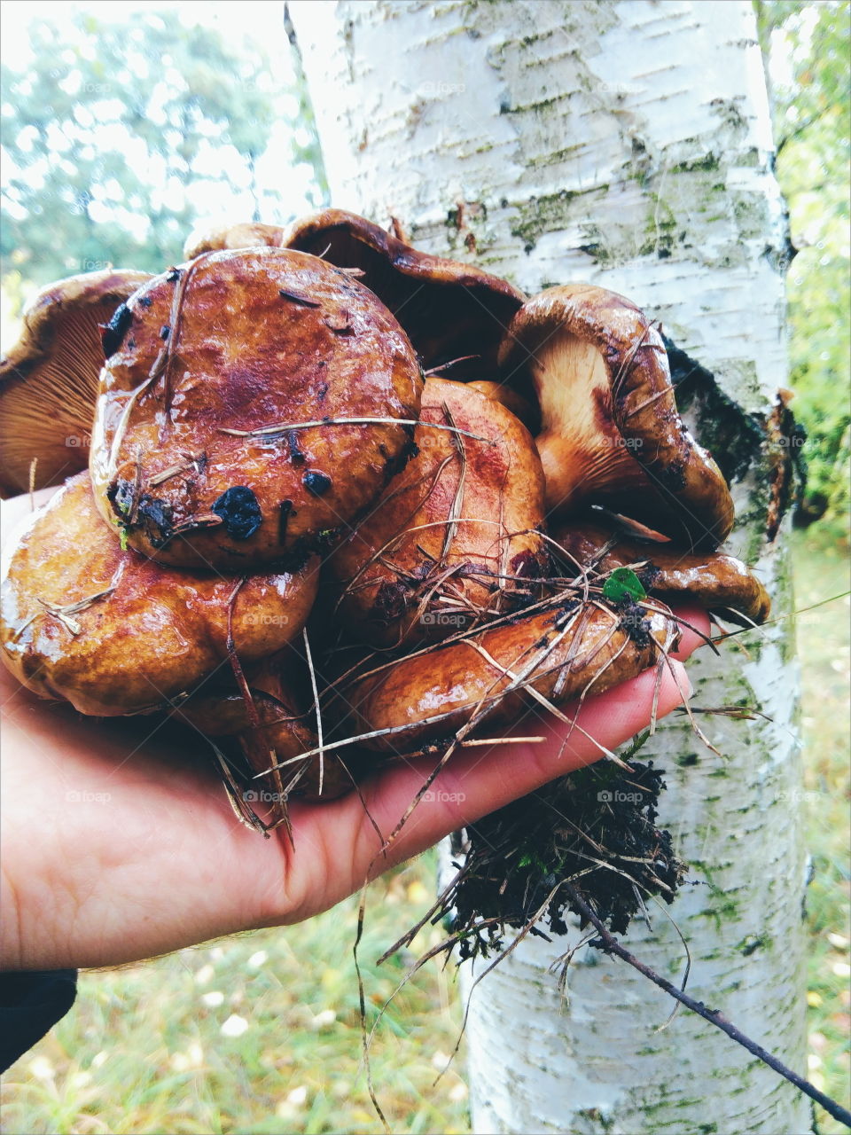 edible mushrooms