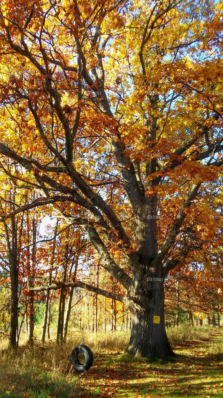 Fall, Leaf, Tree, Wood, Season