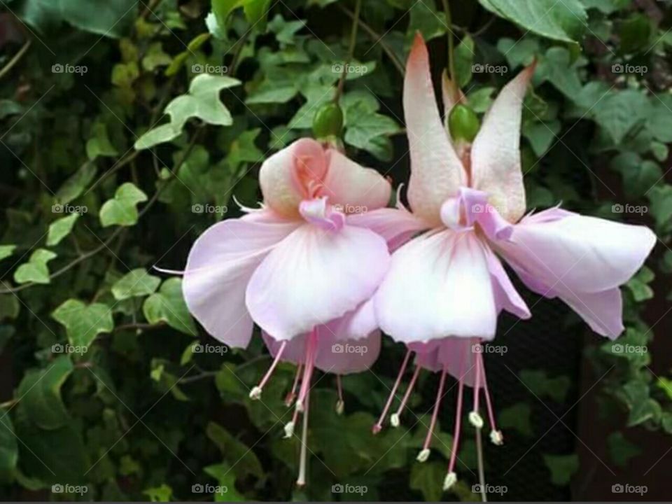 nice pink flower