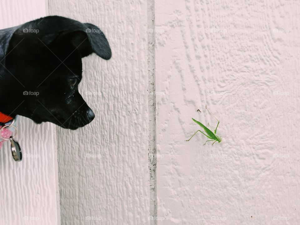 Dog meets Grasshopper.