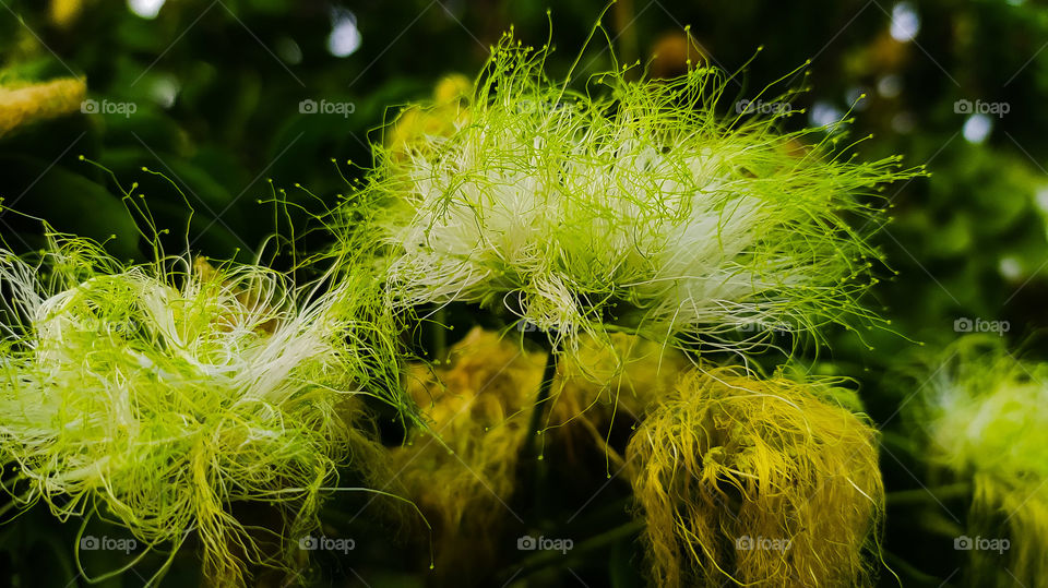 silky silk flower with varying degrees of green