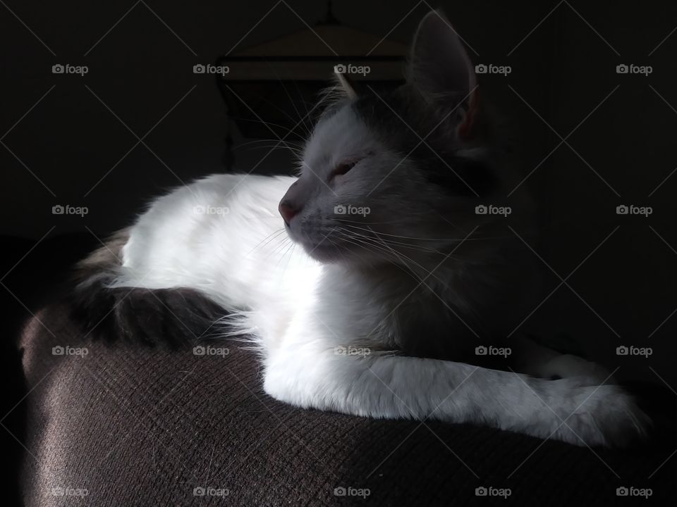 A handsome white cat named Cloud, resting his eyes