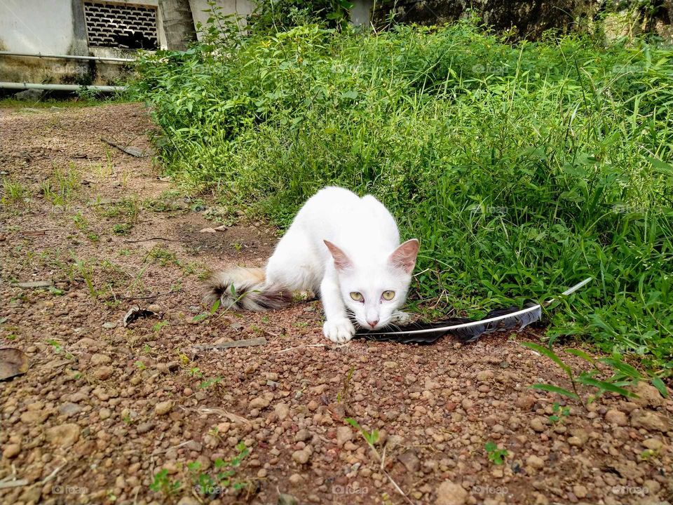 Cat playing with feather