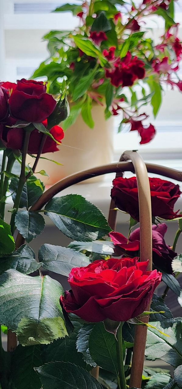the intense of red ❤️