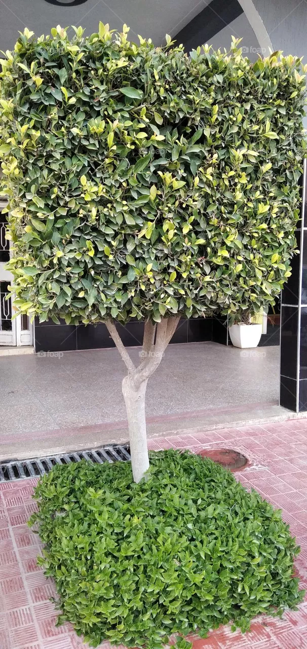 the tree
