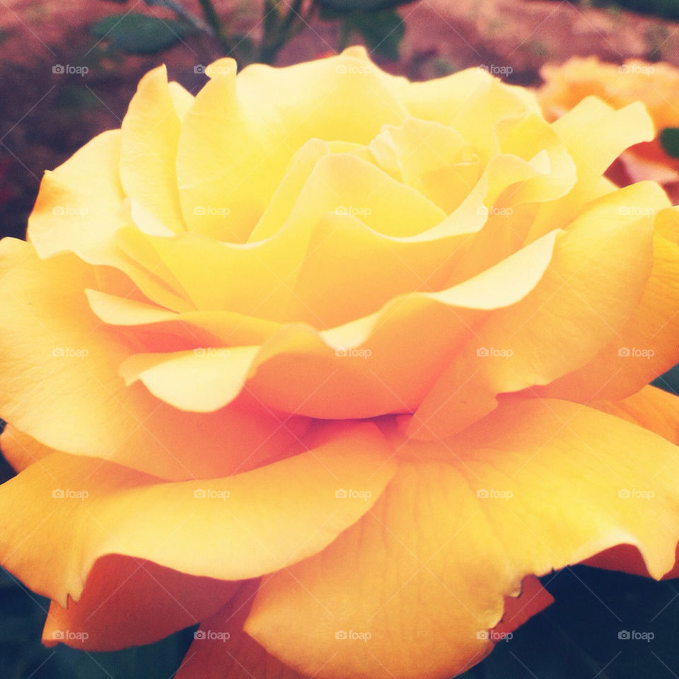 garden yellow flower rose by javierrecuero