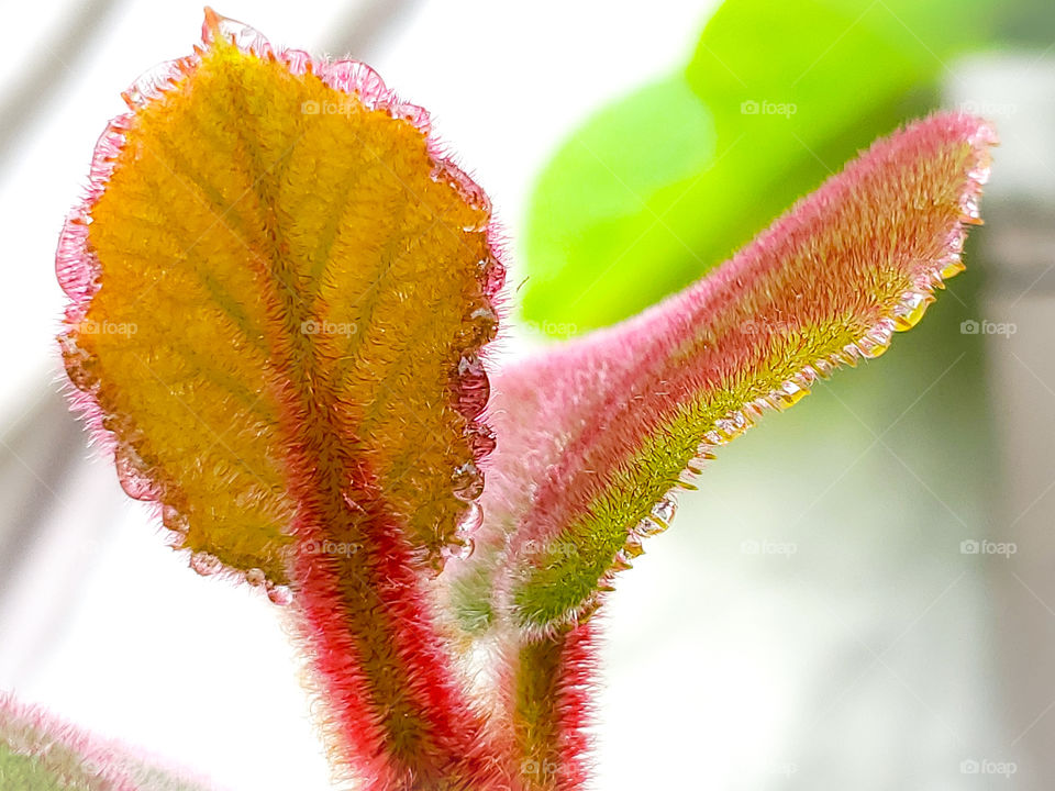 The beauty of the color red of the kiwi fruit vine trichomes. The trichomes are the hairlike growth on the vines and leaves.  Water is visible on the outer edge of the leaves from recent rain.