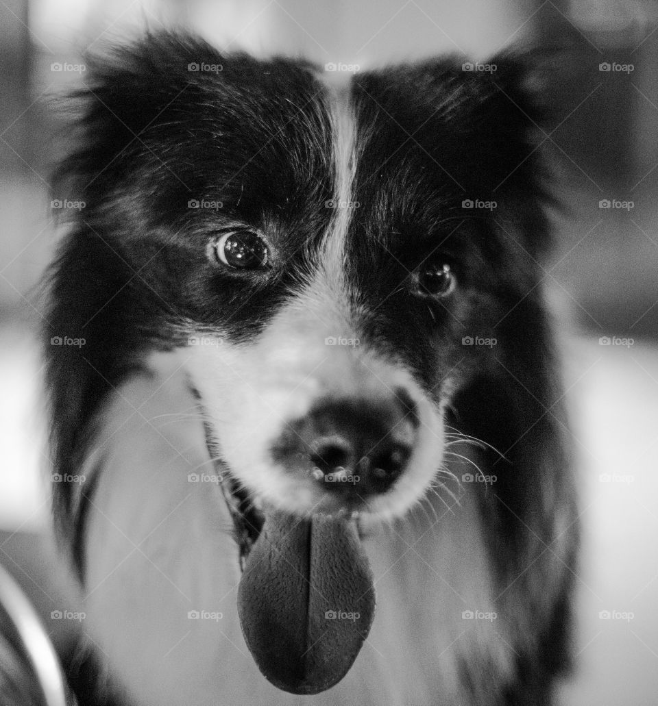 colli border colli dog so lovely black and white