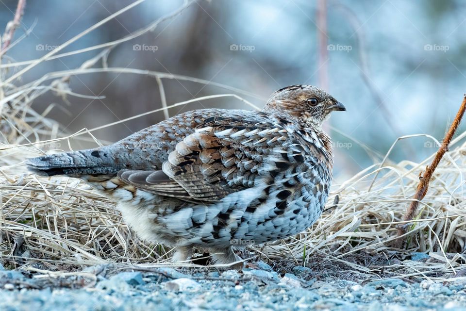 Female ruffed grouse (Bonasa umbellus) moving on gravel, in front of dry grass background, at dusk, blue hour