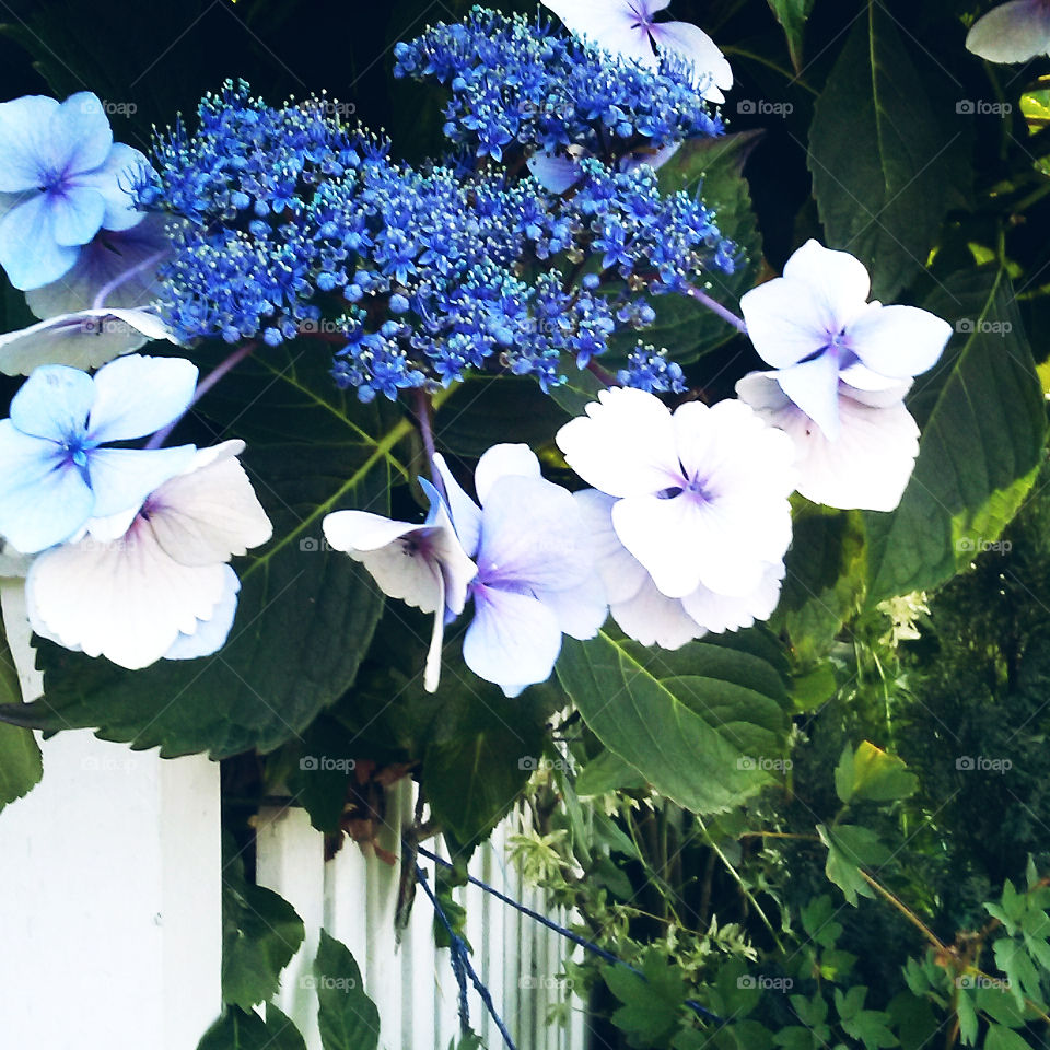 Such a lovely blue color