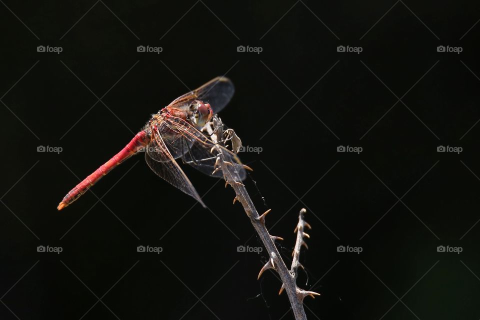 Dragonfly on twig against black background