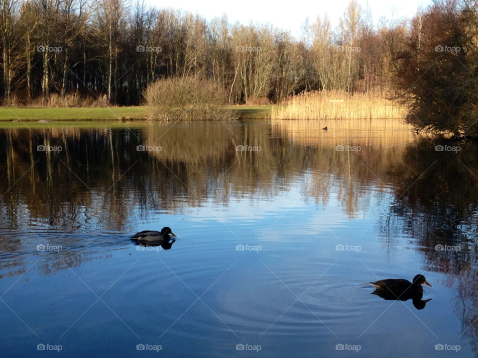 nature birds water swimming by cabday