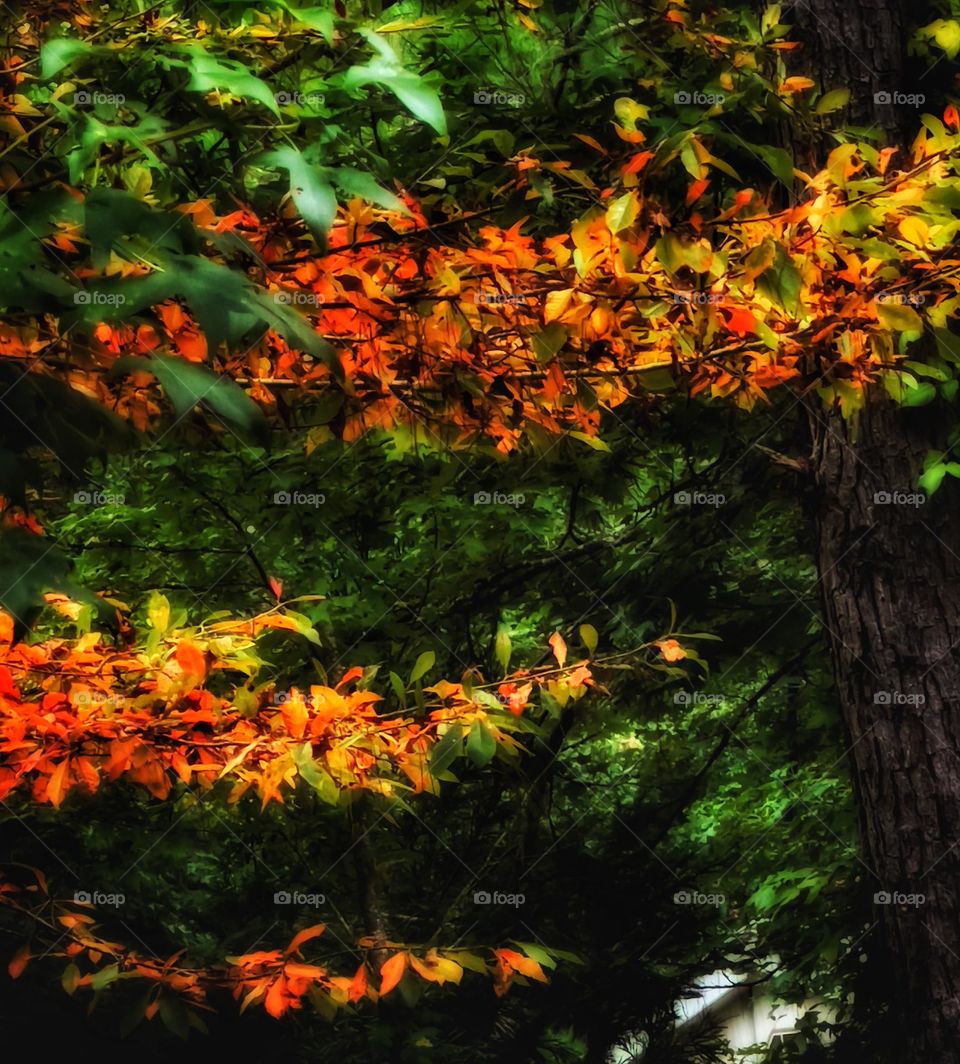 The beginning of the leaves changing to beautiful autumn colors
