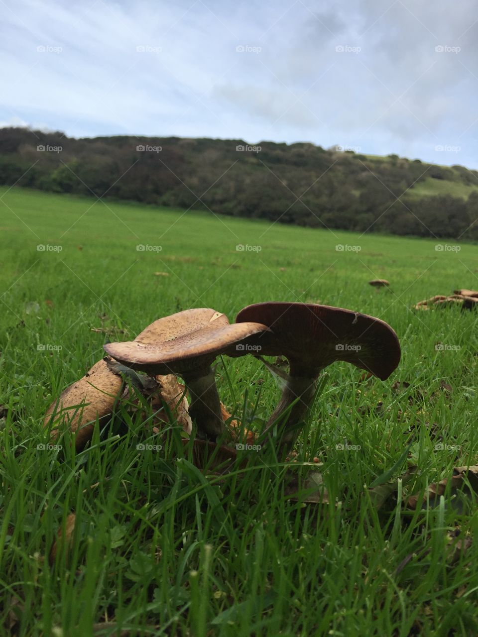 Fungi on Whiteley bank Ventnor 
