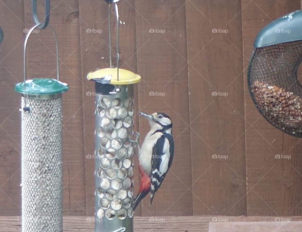 Woodpecker 