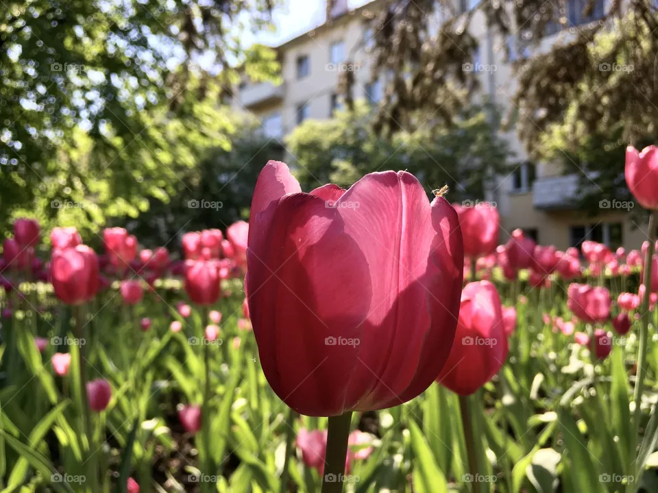 Flowers
