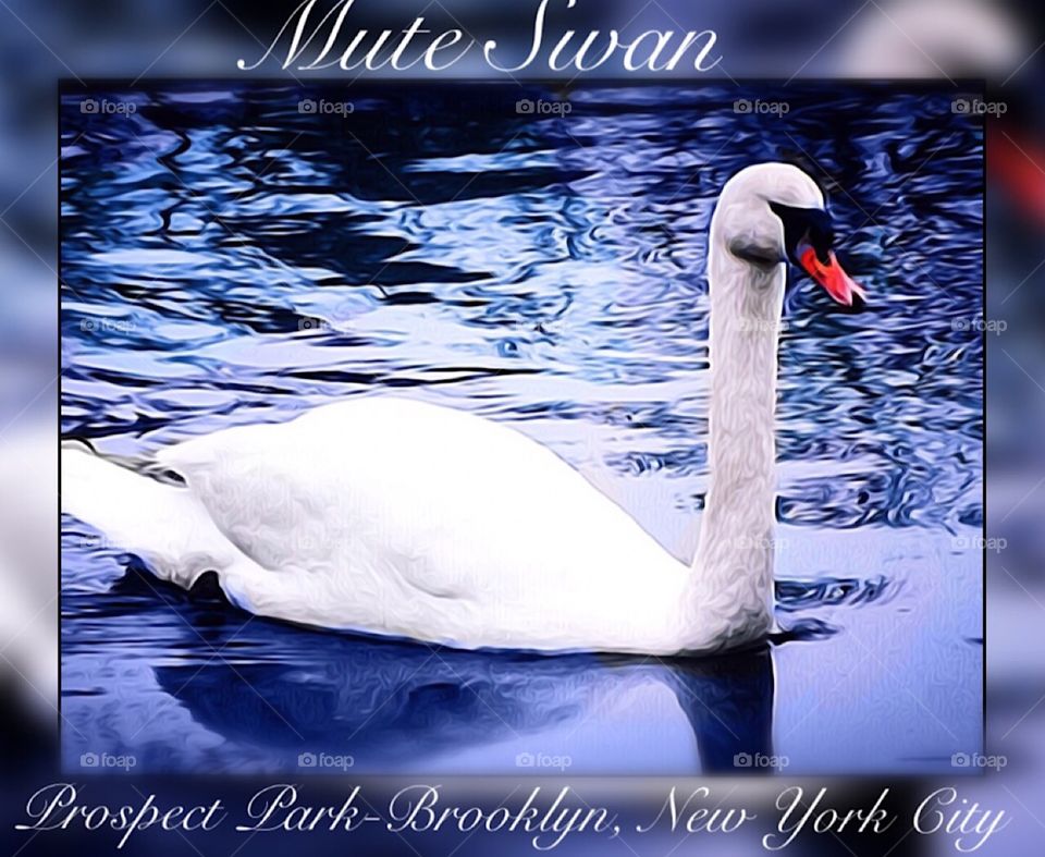 Mute Swan, Prospect Park, Brooklyn - New York City 